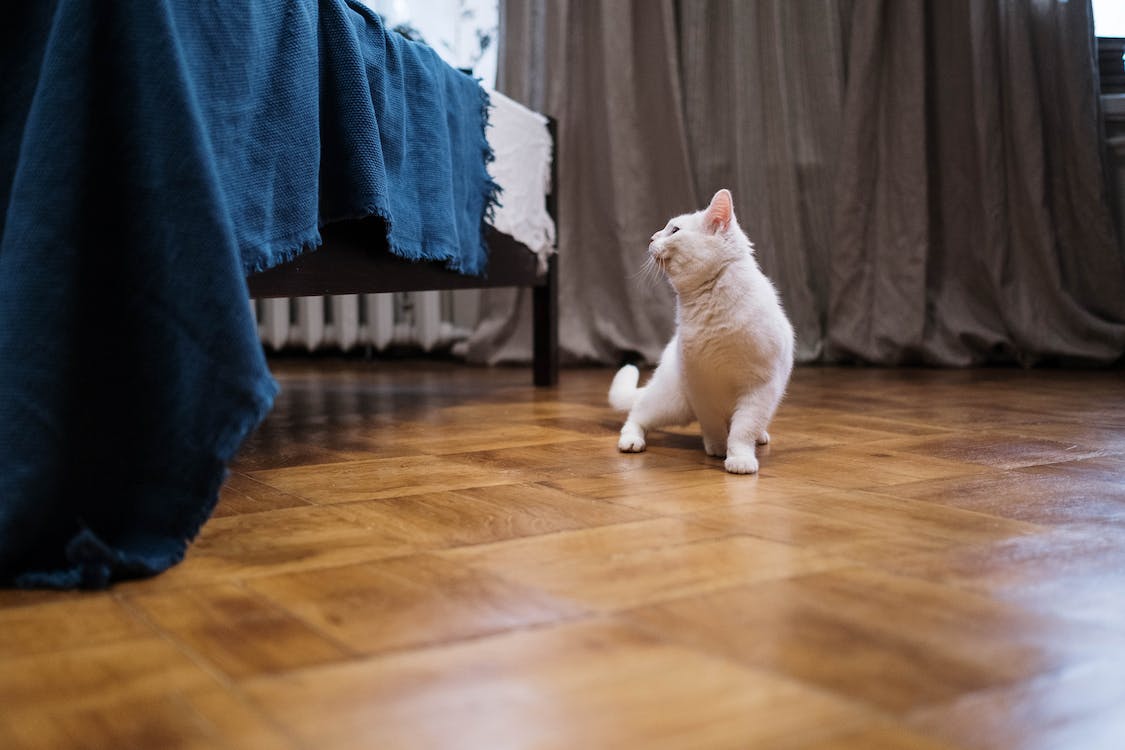 Wat zijn de beste gordijnen voor een huis met huisdieren? 4 tips voor de beste keuze
